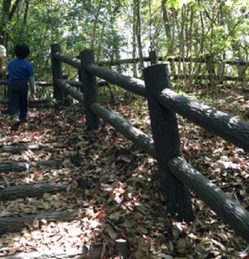 清和県民の森キャンプ場の奥にある森の階段