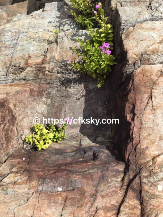 絶景の岩壁に咲く花たちに感動