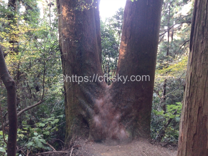 筑波山の登山道にある大木